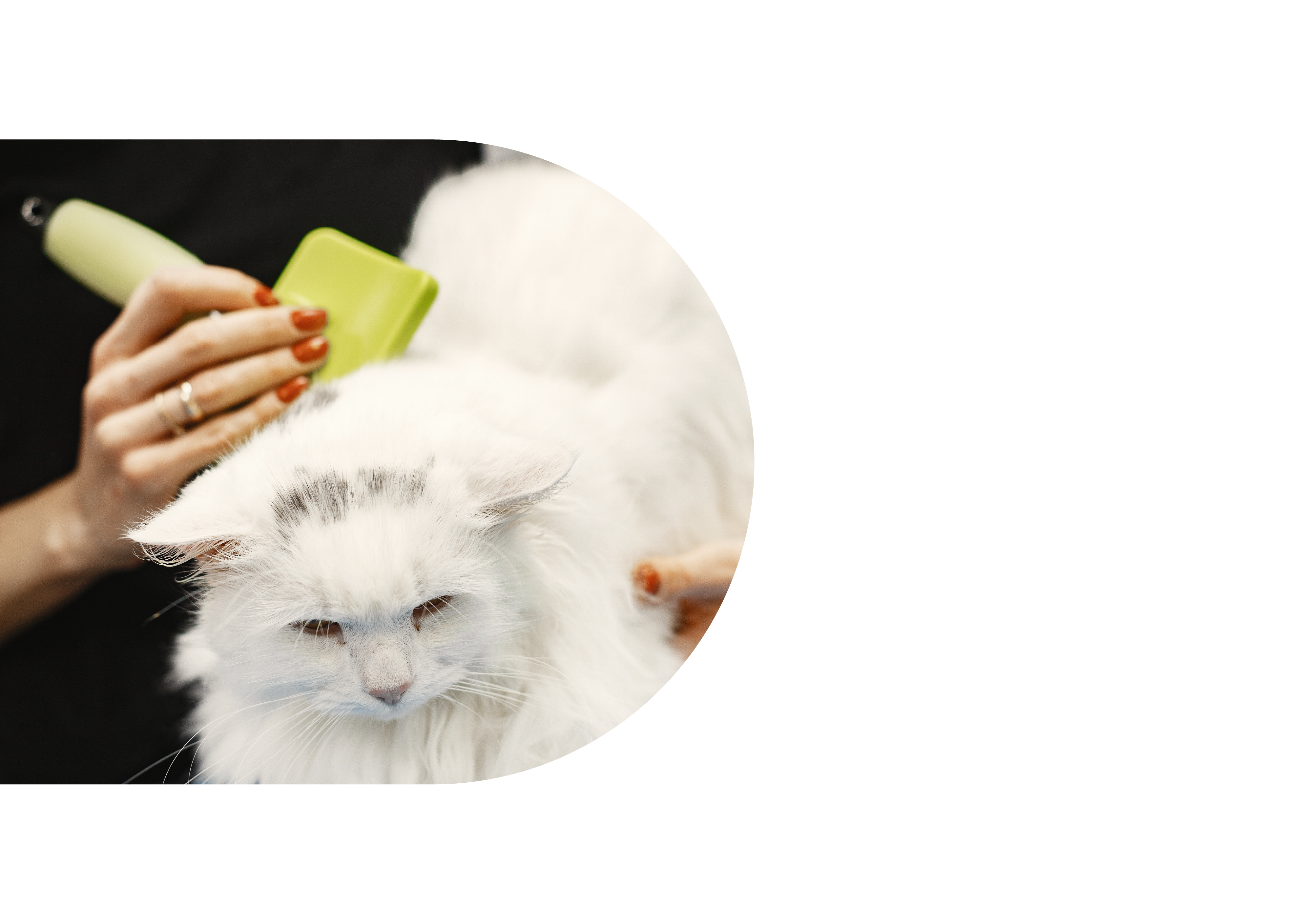 picture of a cat being groomed