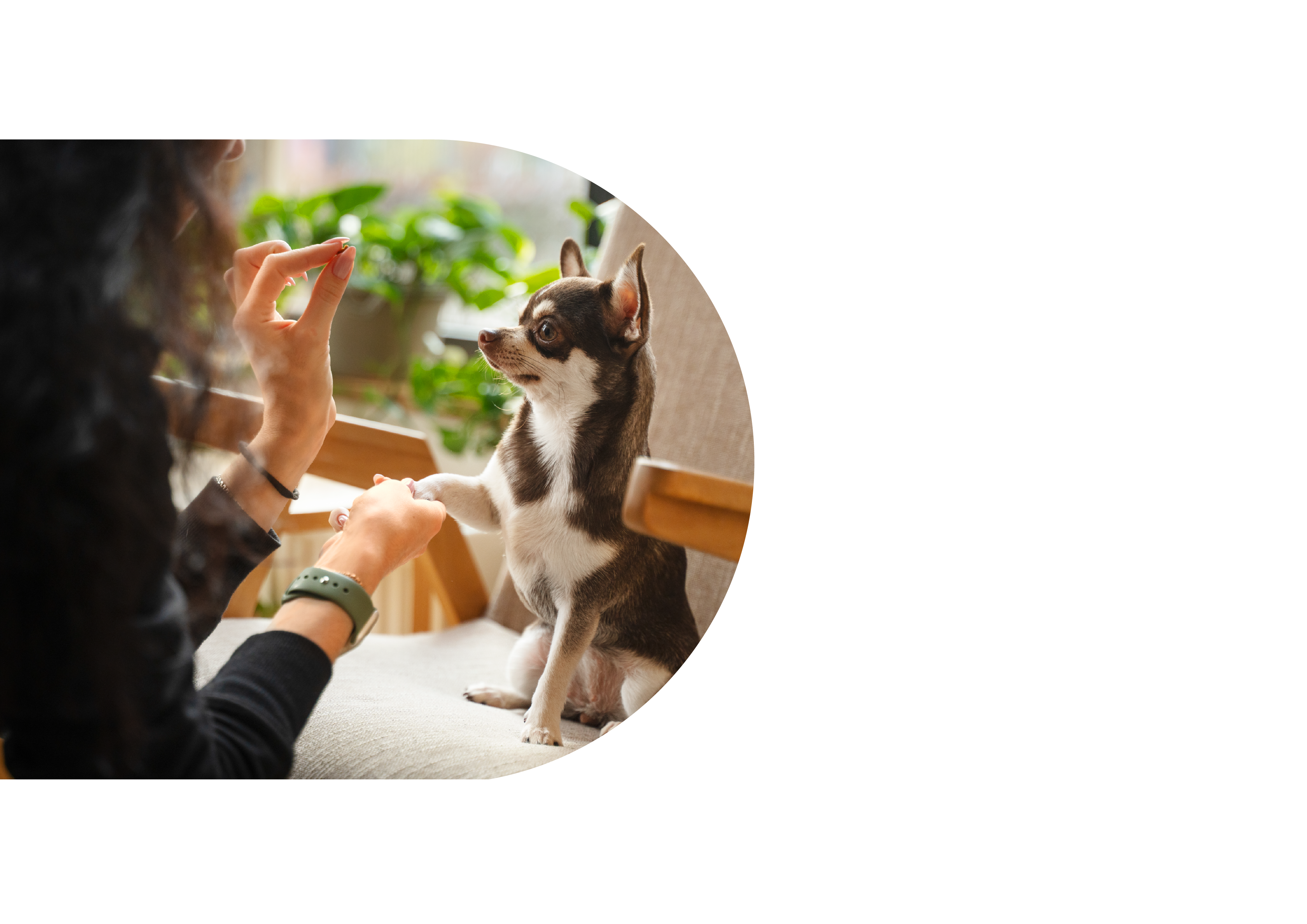 picture of a dog being trained with treats